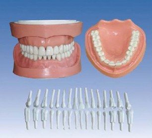 口腔清潔模型的作用