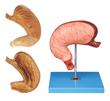 胃剖面模型（BIX-BM1077）