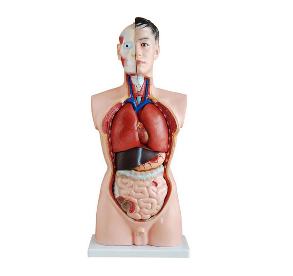 男性軀干模型（BIX-A1040）