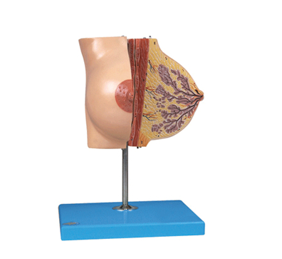 女性乳房模型（BIX-1152）