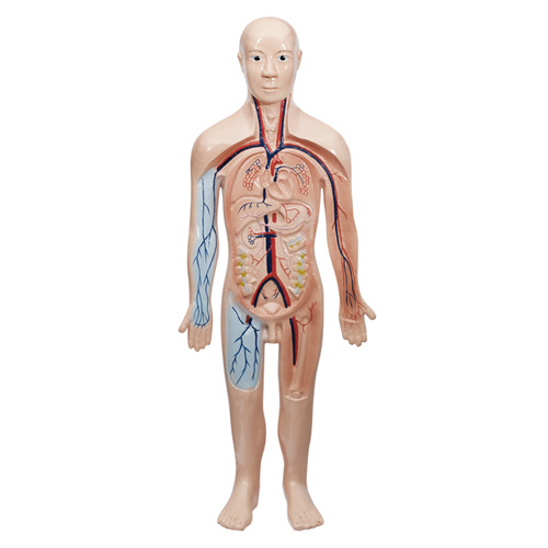 血液循環(huán)系統(tǒng)的作用