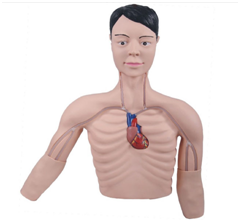 PICC管介入訓(xùn)練模型 PICC管介入訓(xùn)練模型