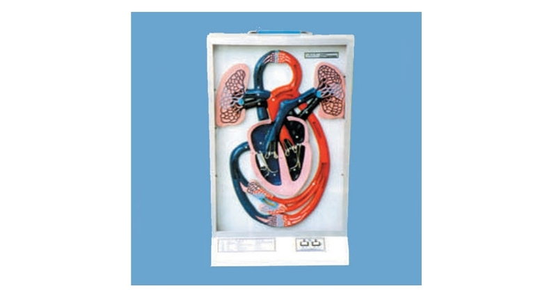 心臟搏動(dòng)與血液循環(huán)電動(dòng)模型（BM0032）