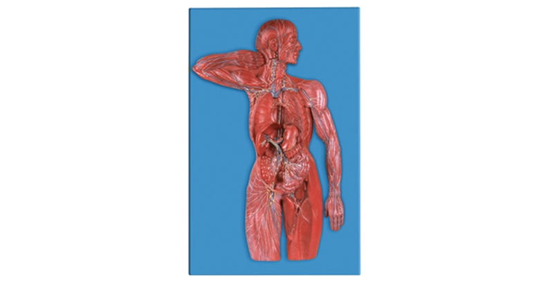 人體淋巴系統(tǒng)模型（BIX-A1112）