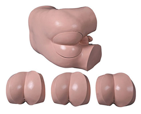 高級直腸指診檢查模型（BIX-LV39）